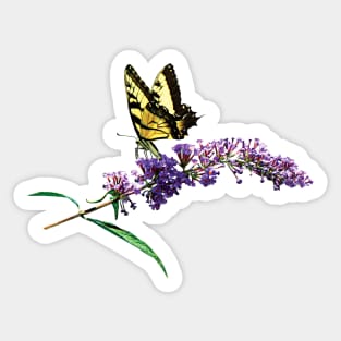 Butterfly Bush - Tiger Swallowtail on Purple Butterfly Bush Sticker